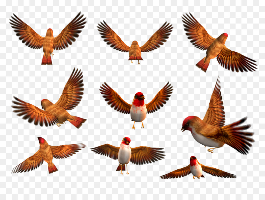 Kuş，Büyük Gri Shrike PNG