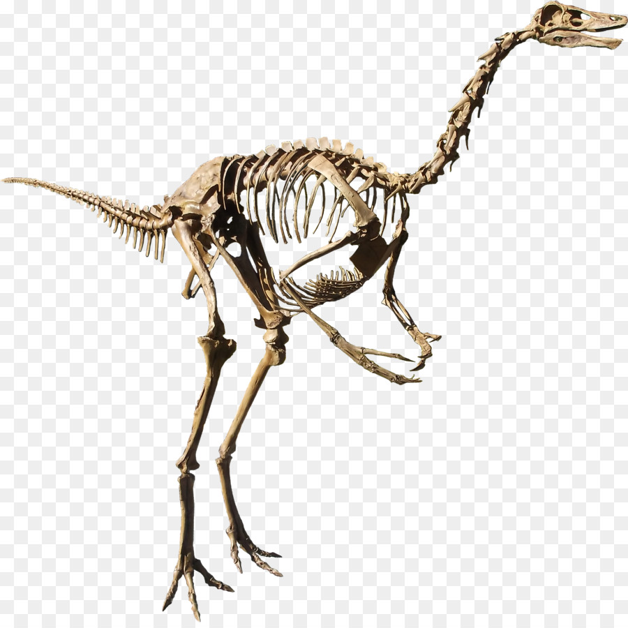 Struthiomimus，Dinozor İl Parkı PNG