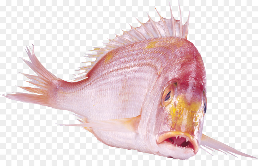 Balık，Indir PNG