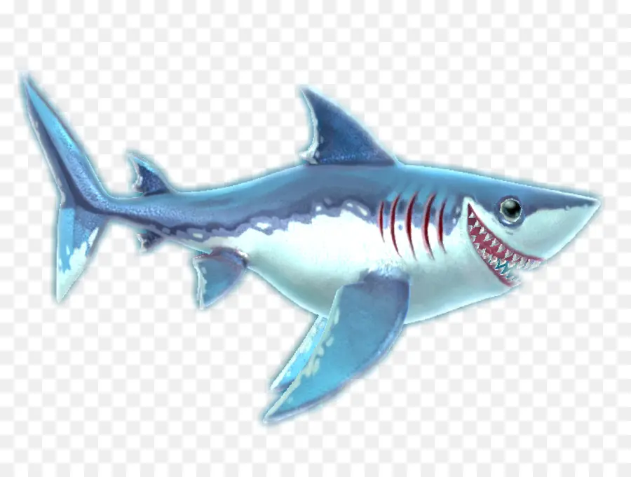 Aç Köpekbalığı Dünyası，Aç Köpekbalığı Evrimi PNG