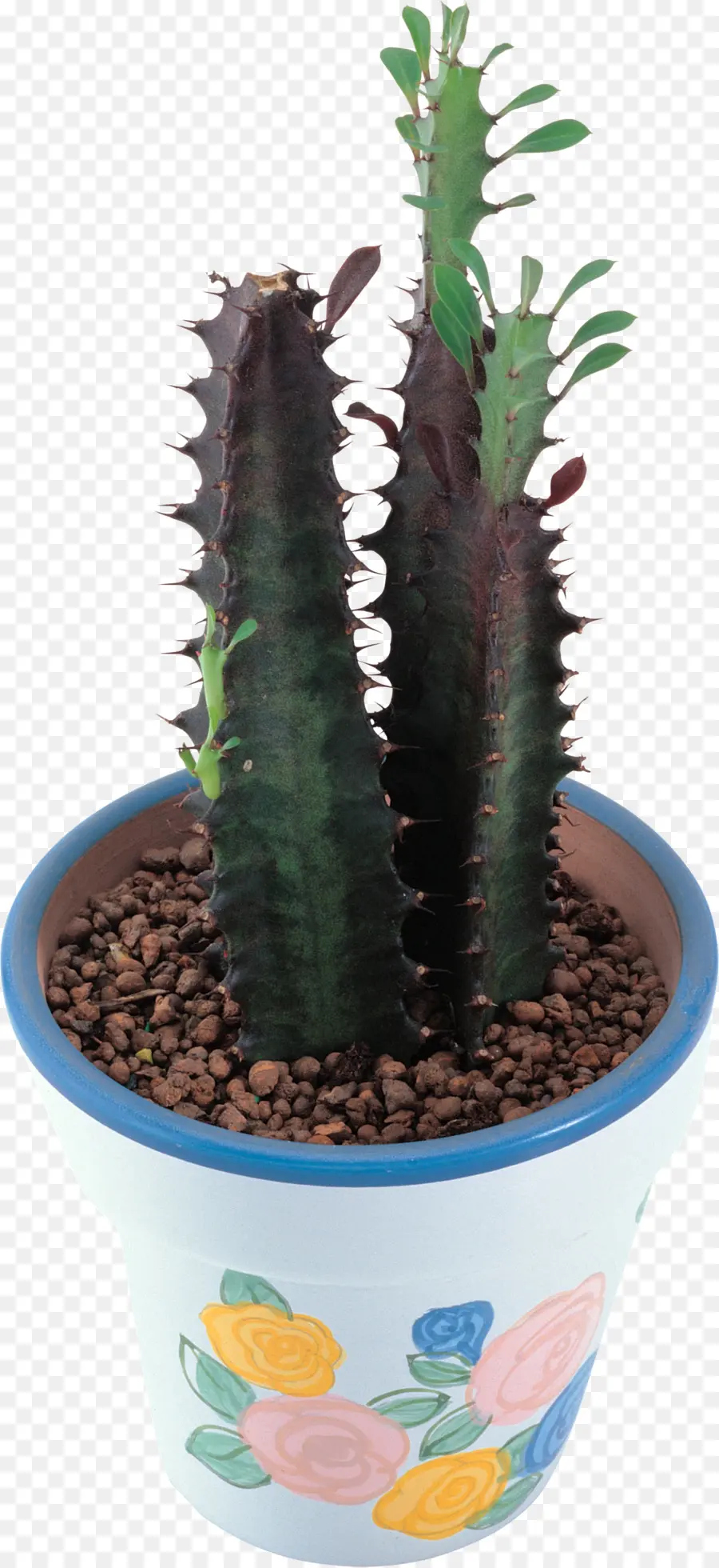 Cactaceae，Mehmet Topdemir PNG