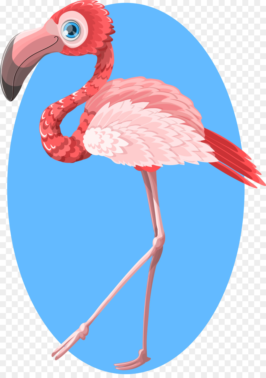 Flamingo，Kuş PNG