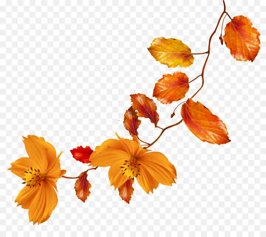 Sonbahar，çiçek PNG