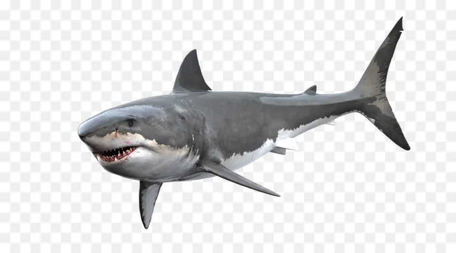 Köpek Balığı，Sakızlı Köpekbalığı PNG