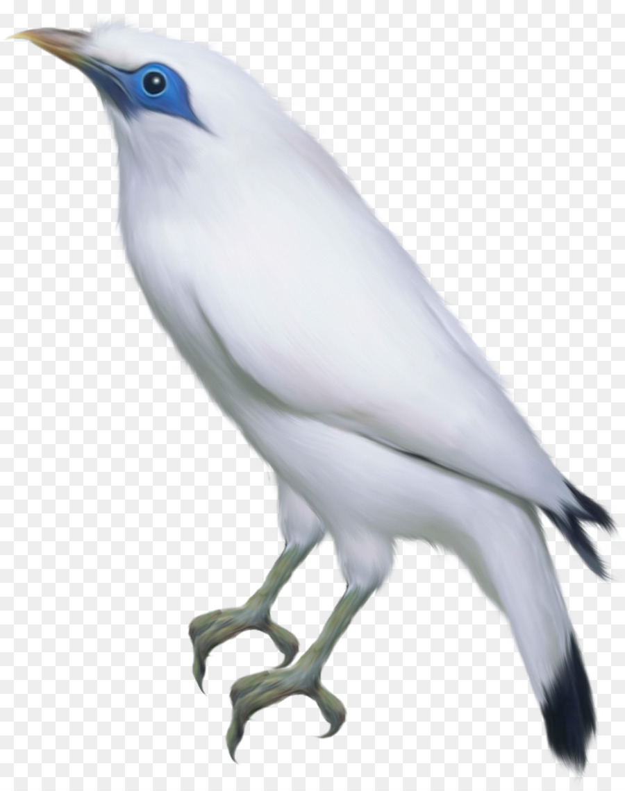 Kuş，Sinek Kuşu PNG