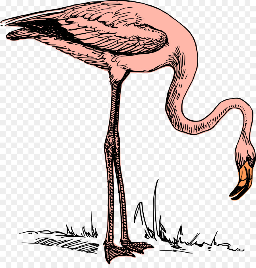 Flamingo，Kuş PNG