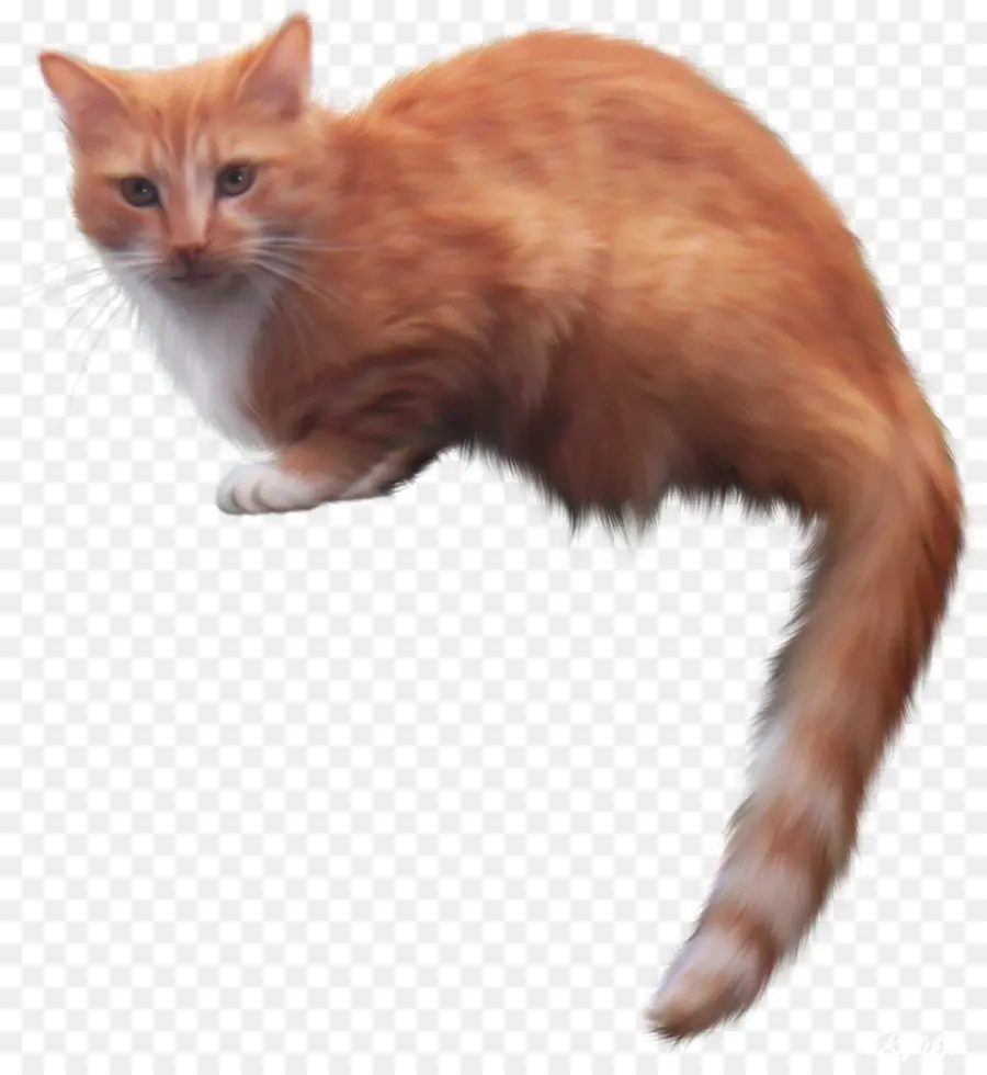 Turuncu Kedi，Kedi PNG