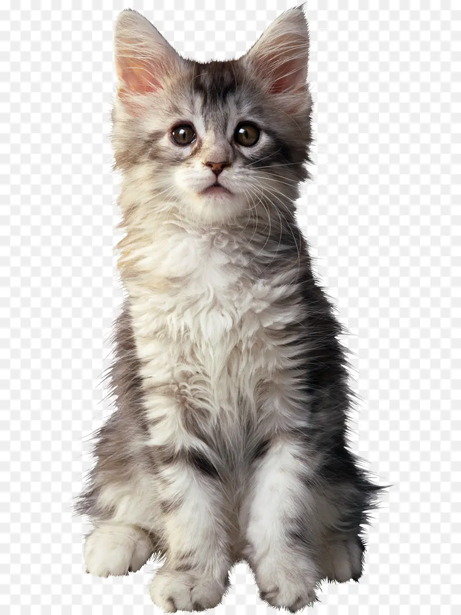 Küçük Sevimli Kedi Yavrusu，Kedi PNG