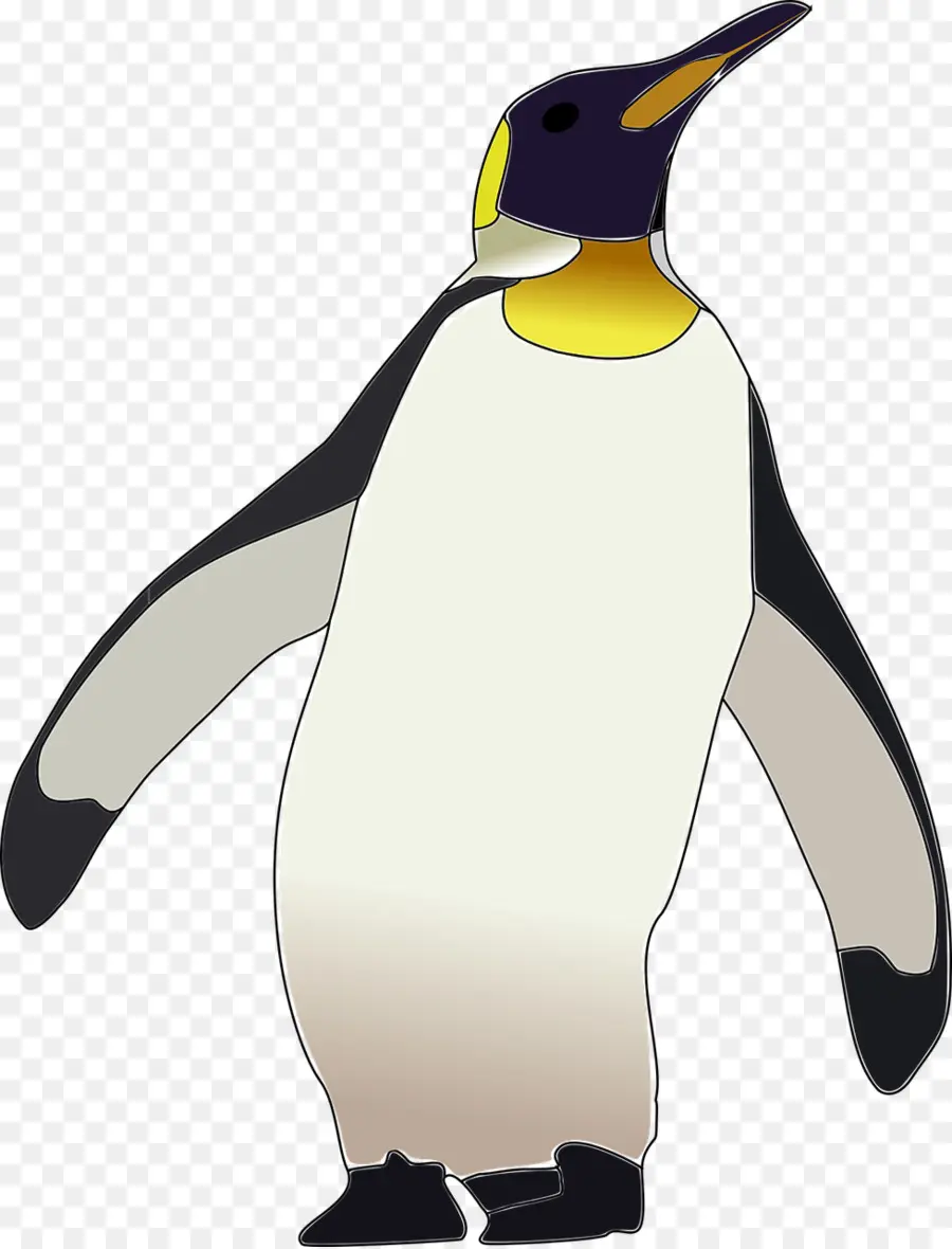 Penguen，Kuş PNG