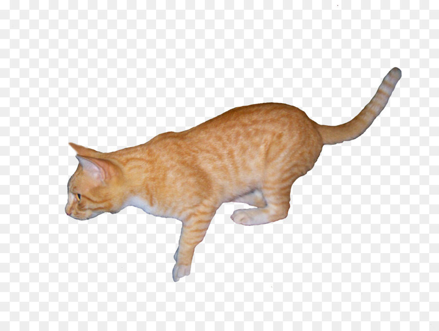 Kedi，Evcil Hayvan PNG