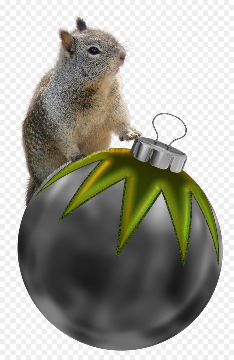 Sincap，Noel PNG