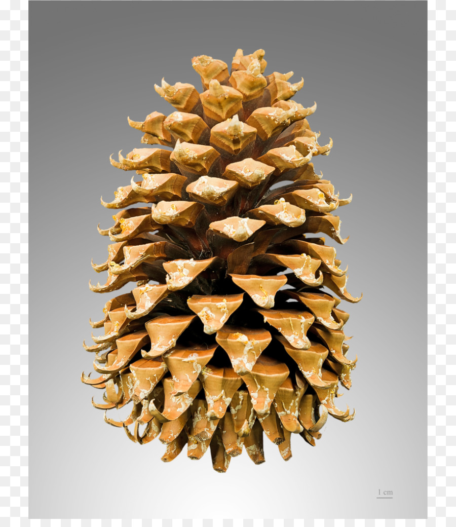 Coulter çamı，Pinus Contortta PNG