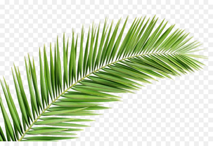 Arecaceae，Palm şube PNG