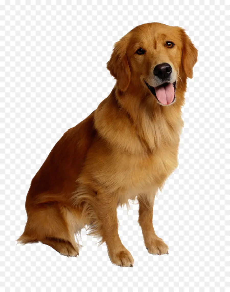 Golden Retriever，Köpek PNG