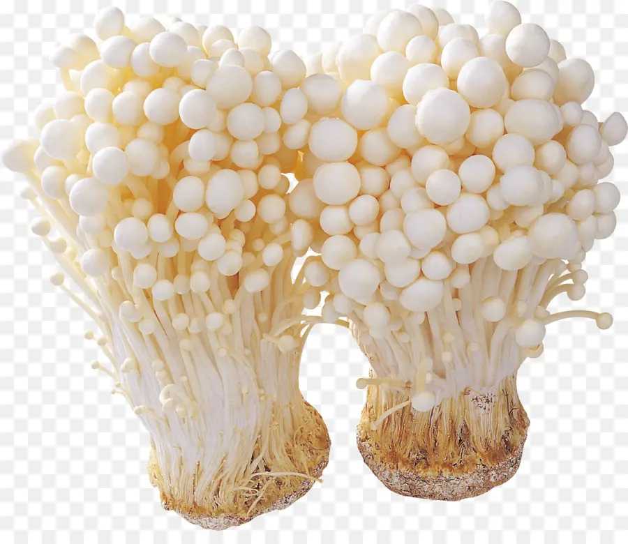 Enoki Mantarları，Küme PNG