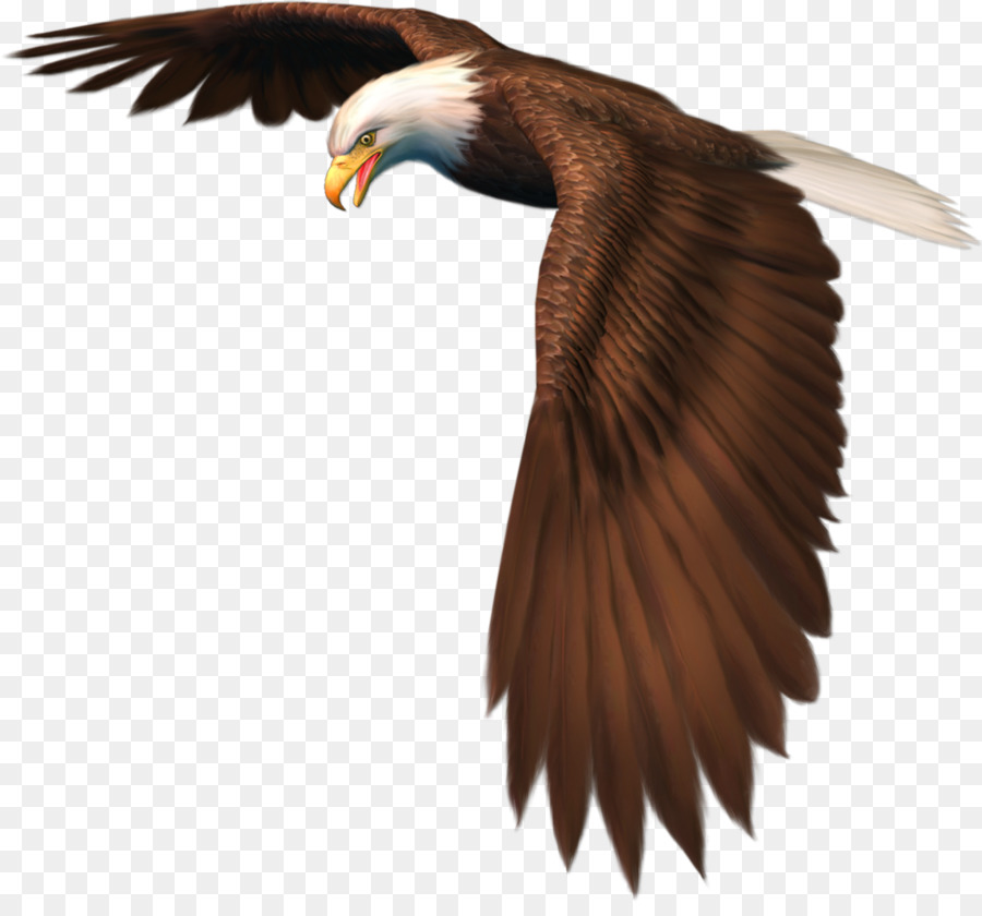 Kuş，Kartal PNG