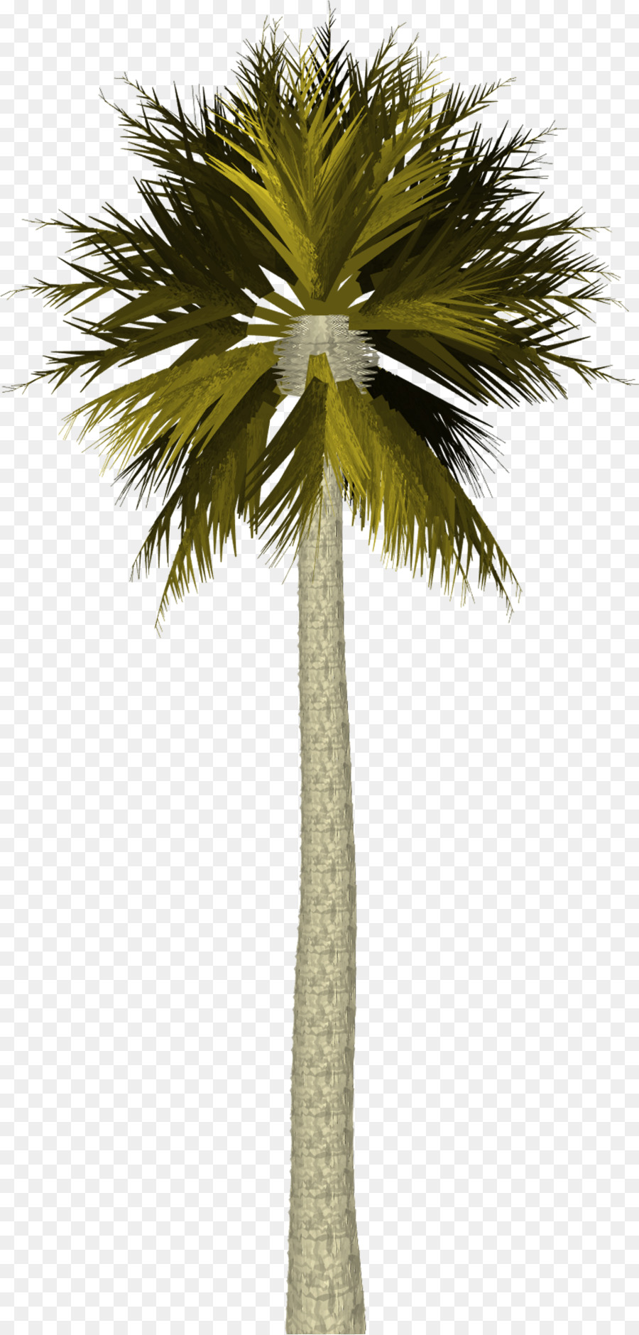 Arecaceae，Ağaç PNG