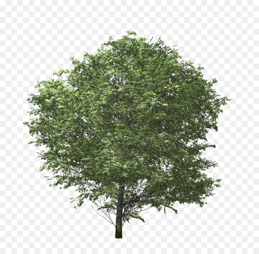 Ağaç，Euonymus Fortunei PNG