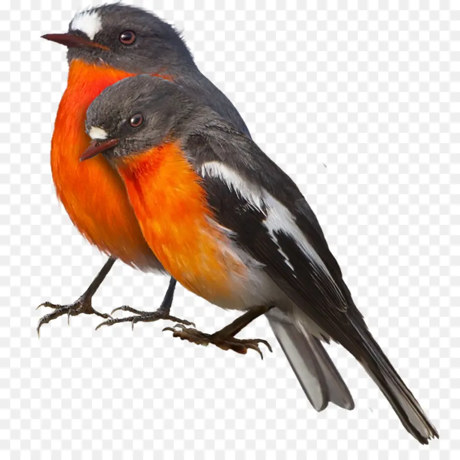 Kuş，Avrupa Robin PNG