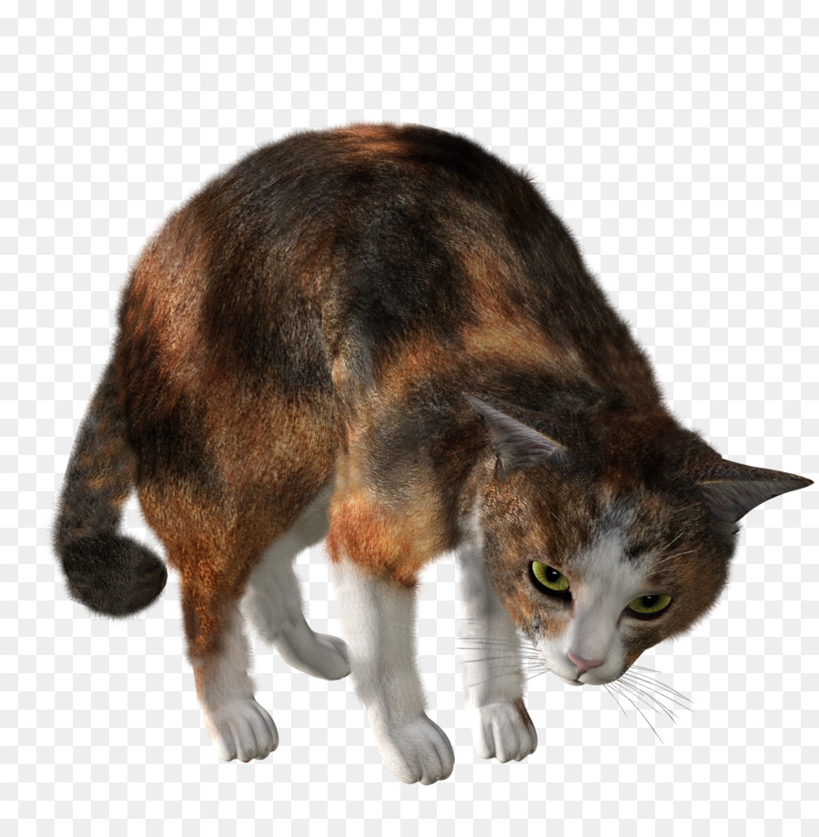 Kedi，Evcil Hayvan PNG