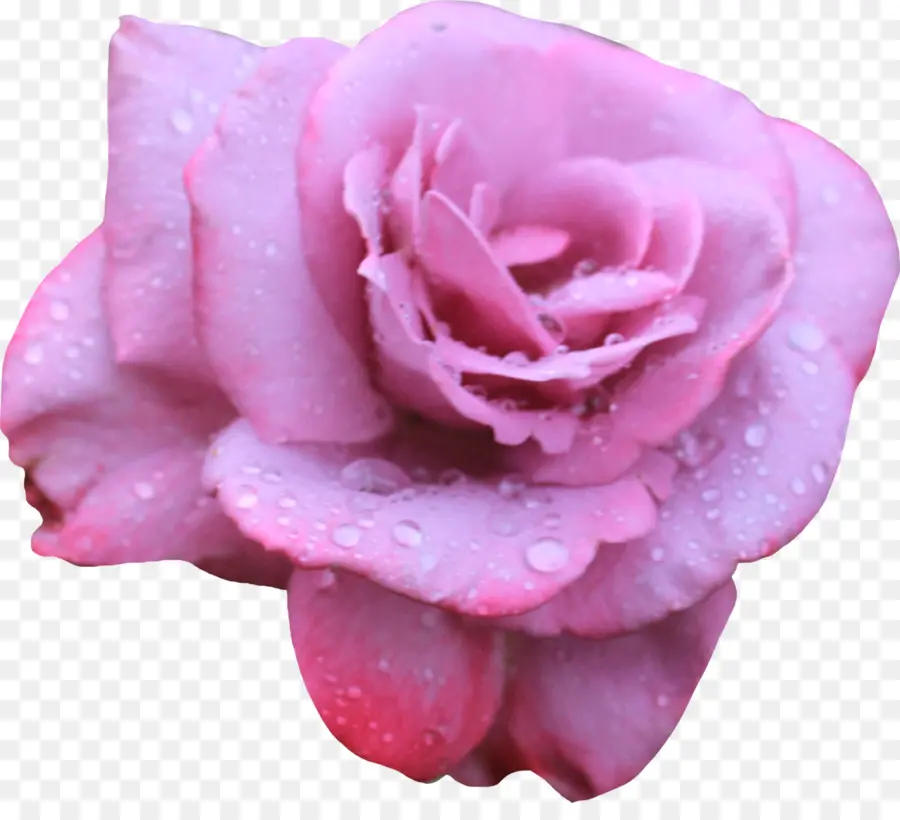 Plaj Rose，çiçek PNG