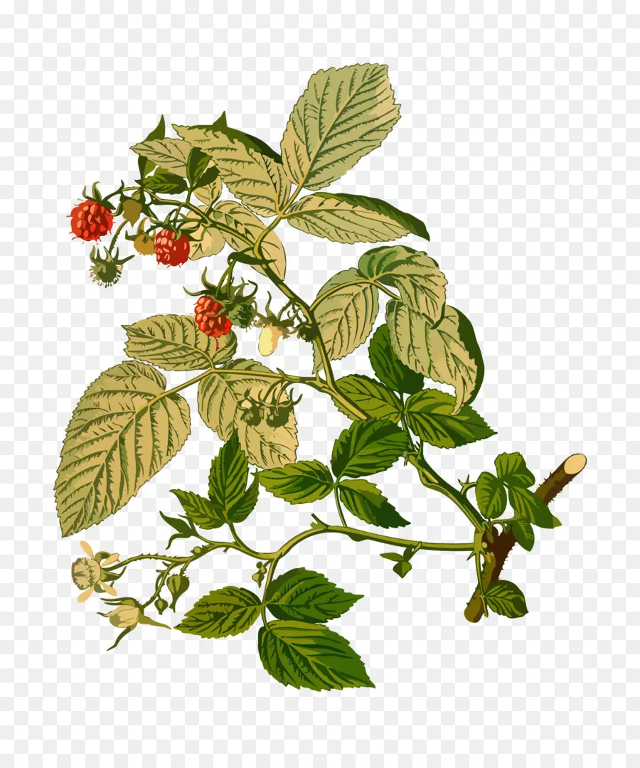 Bitki，Cloudberry PNG