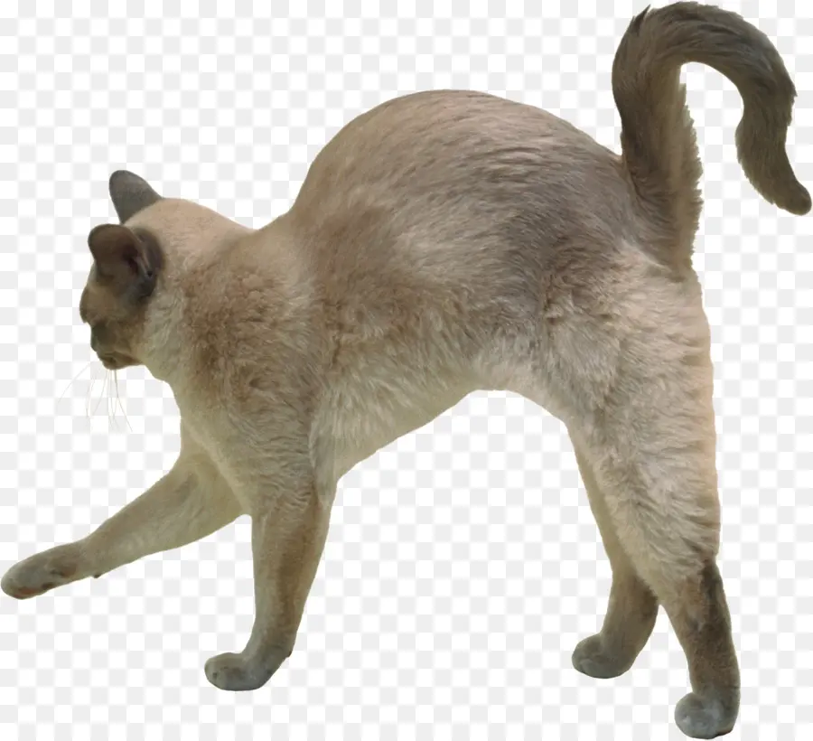 Kedi，Evcil Hayvan PNG