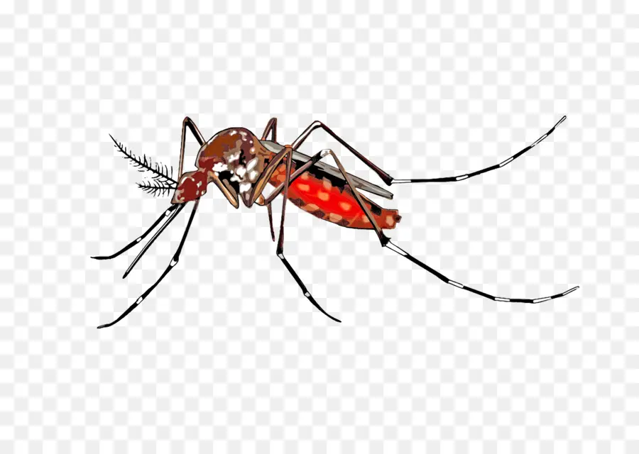 Sivrisinek，Böcek PNG