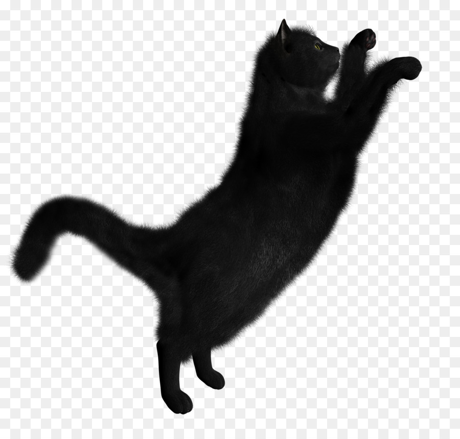 Kara Kedi，Kedi PNG