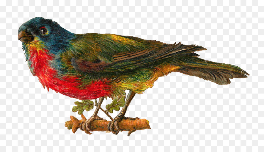 Kuş，Muhabbetkuşu PNG