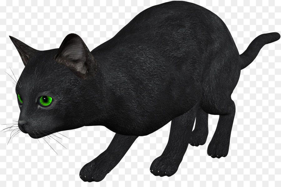 Kara Kedi，Evcil Hayvan PNG