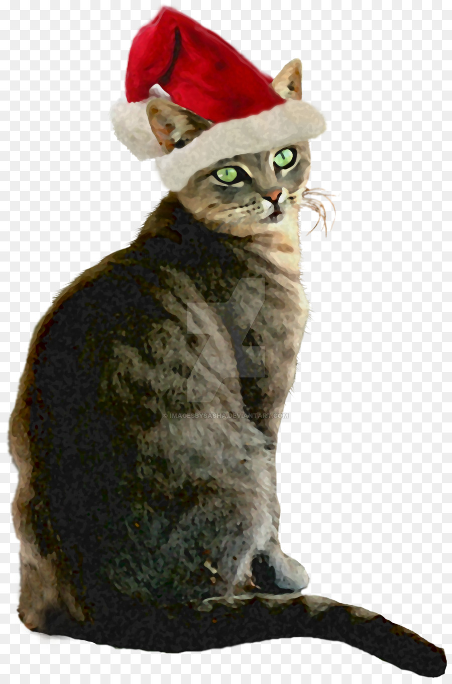 Noel Baba şapkalı Kedi，Noel PNG