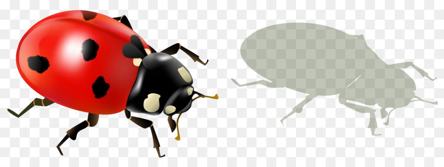Uğur Böceği，Böcek PNG