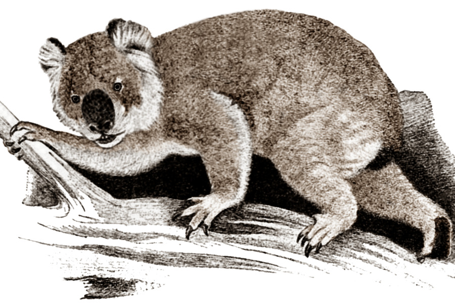 Koala，Wombat PNG