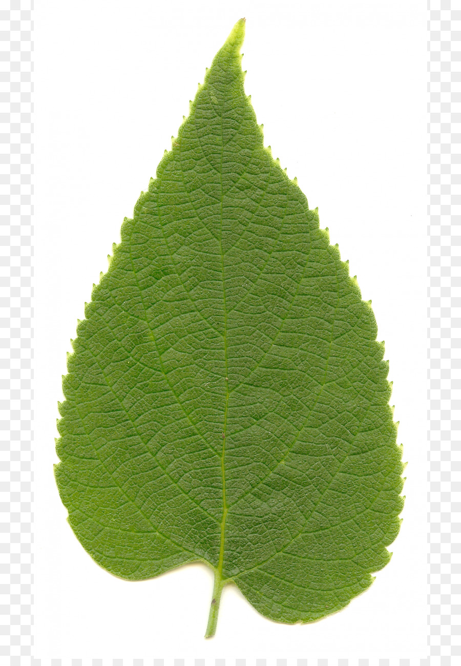 Celtis West，Celtis Pürüzsüz PNG