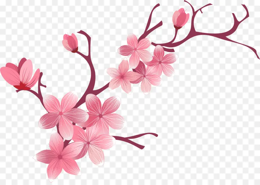 Kiraz çiçeği，çiçek PNG