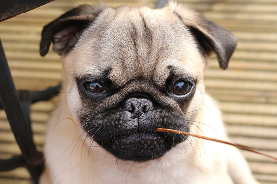 Pug Köpek Yavrusu，Sevimli PNG