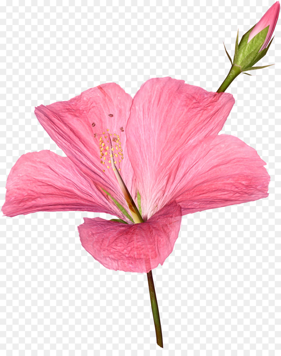 çiçek，Gül PNG
