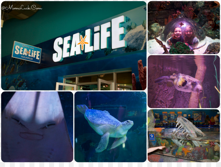 Sea Life Grapevine，Sea Life Minnesota Akvaryumu PNG