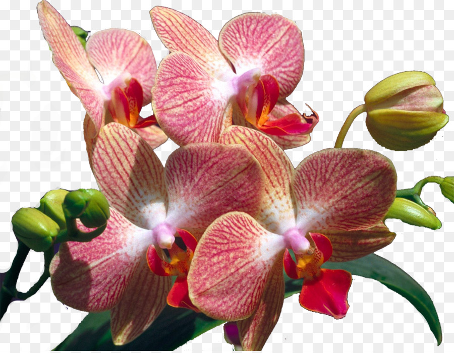 çiçek，Orkide PNG