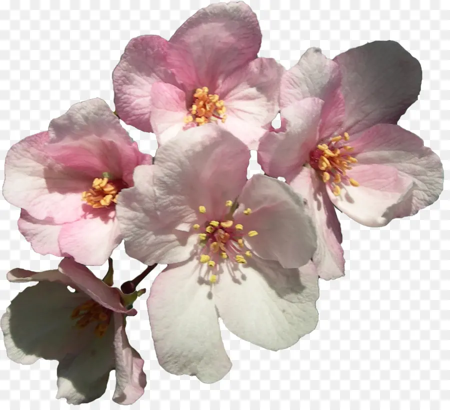 Kiraz，çiçek PNG