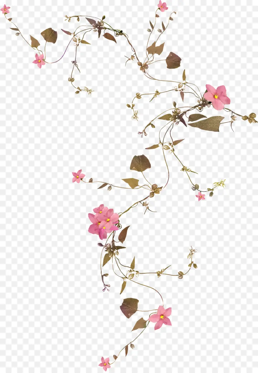 çiçek，Asma PNG