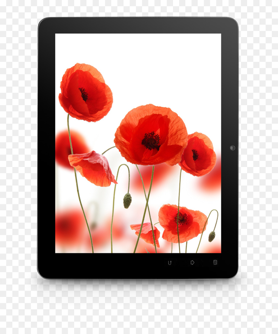 Haşhaş，Tablet PNG