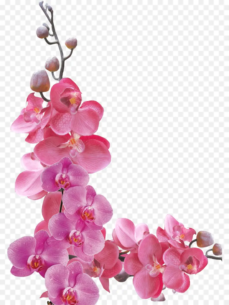 çiçek，Orkide PNG