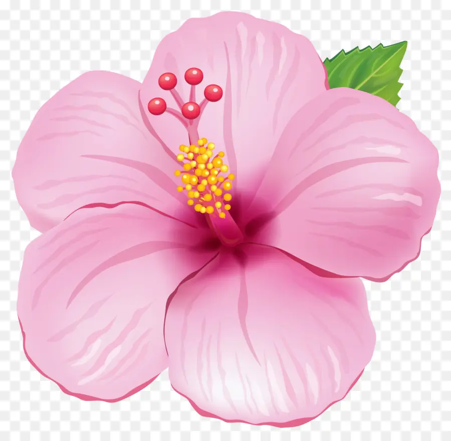 çiçek，Pembe PNG