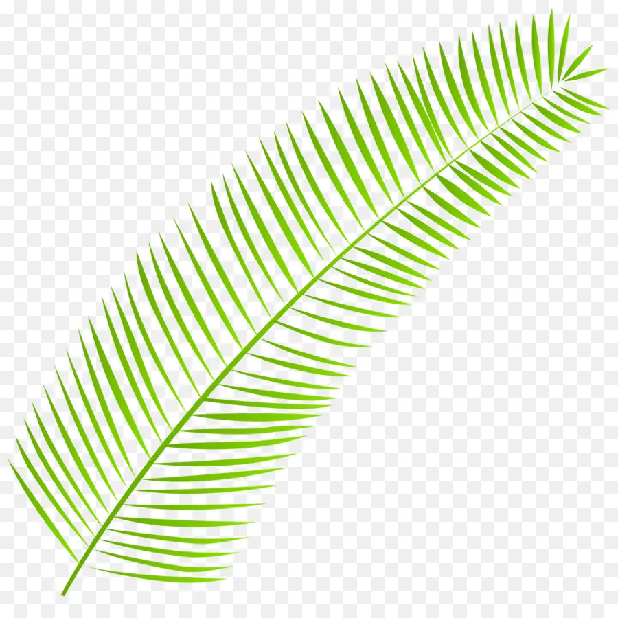 Palm şube，Palmleaf Yazması PNG