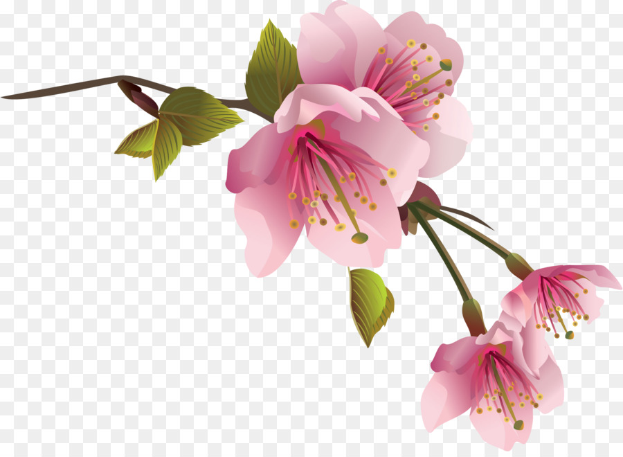 şeftali，çiçek PNG