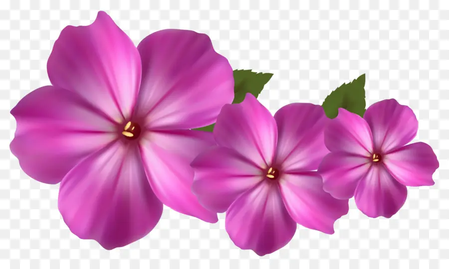 çiçek，Pembe çiçekler PNG
