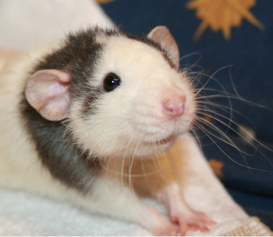 Gerbil，Sıçan PNG