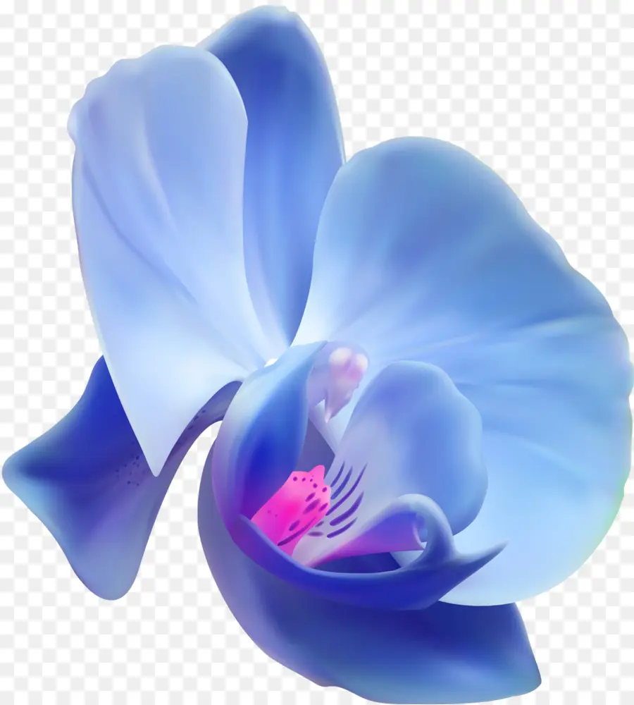 Orkide，çiçek PNG